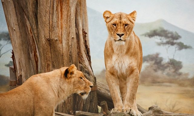 Park Zoo dla rodziny?