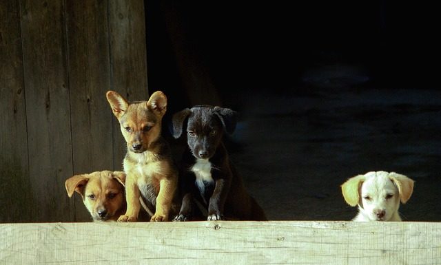 Zdziczałe psy powinno się zgłaszać