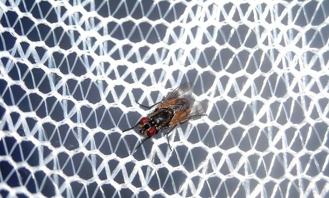 Siatki przeciwinsektowe