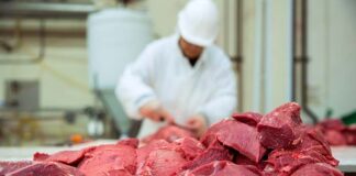 Jak kupować wilki do mięsa