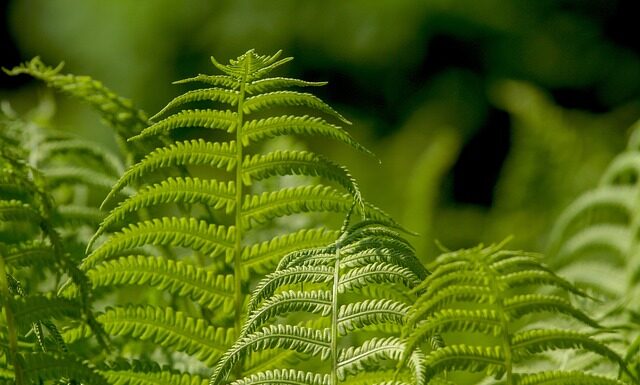 Jak używać wagi jubilerskiej? Jak używać wagi jubilerskiej?