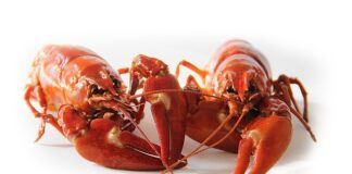 Czy Rak to najgorszy znak zodiaku?