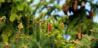 Jaki rozmiar igły do septum?
