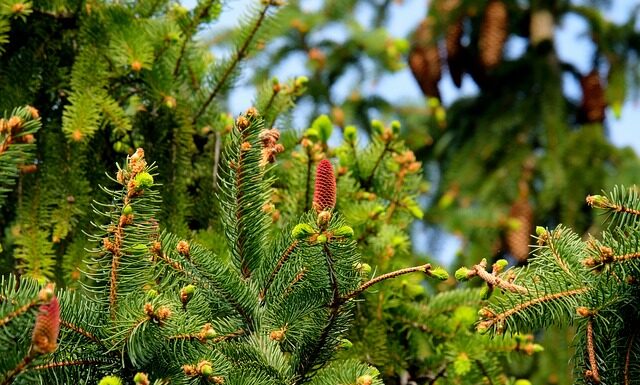 Jaki rozmiar igły do septum? Jaki rozmiar igły do septum?