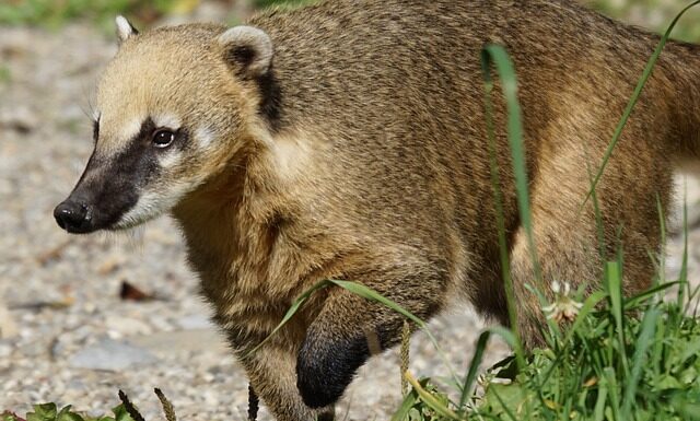 Jakie płaszcze są modne w tym sezonie? Jakie płaszcze są modne w tym sezonie?