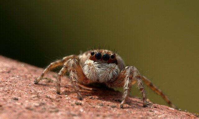 Jak wiązać skoczka? Jak wiązać skoczka?