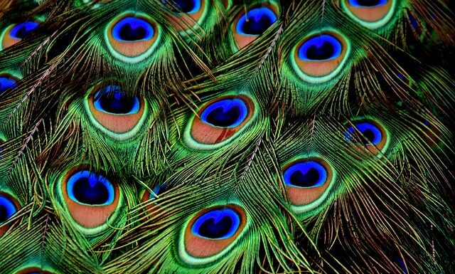 Co cieplejsze pierze czy piorą? Co cieplejsze pierze czy piorą?