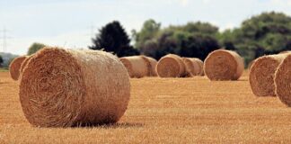 Jaką rolę w życiu człowieka pełnią maski?