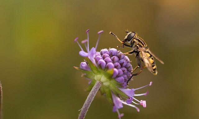 Po co mucha siada na człowieku?