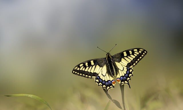 O czym mówi ogon kota?