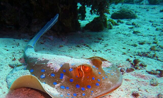 Jaki kolor płaszcza na zimę?