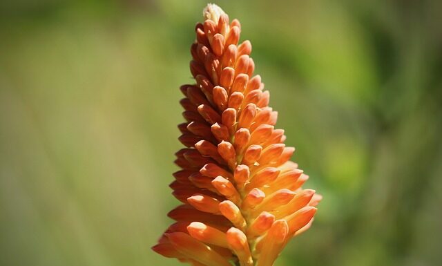 Czy kozaki kowbojki są modne?