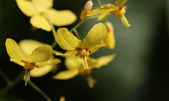 Czy skarpetki pasują do mokasynów?