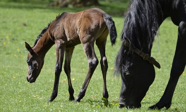 Co oznaczają nakrycia głowy u Arabów? Co oznaczają nakrycia głowy u Arabów?