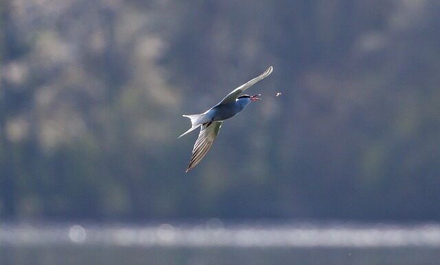 Na co zwabić muchę?