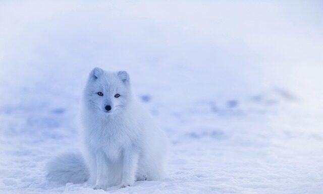 Kiedy biały krawat? Kiedy biały krawat?
