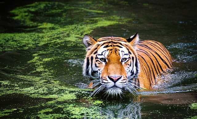 Jak nosić za duży t-shirt męski?