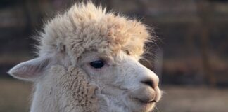 Co rycerze nosili na głowie?