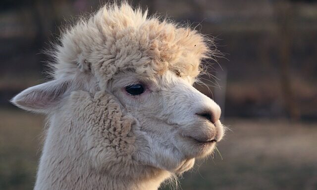 Co rycerze nosili na głowie? Co rycerze nosili na głowie?