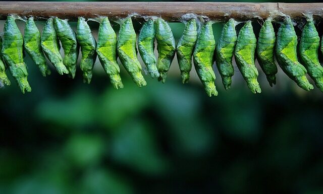 Jak wygląda larwa muszki owocówki? Jak wygląda larwa muszki owocówki?
