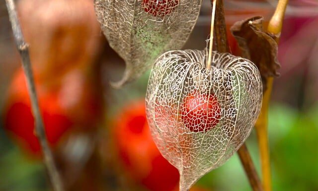 Co można włożyć do lampionu?