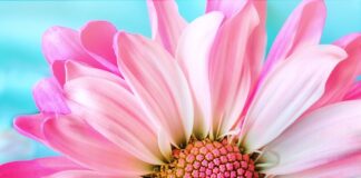 Do czego jest różowy wenflon? Do czego jest różowy wenflon?